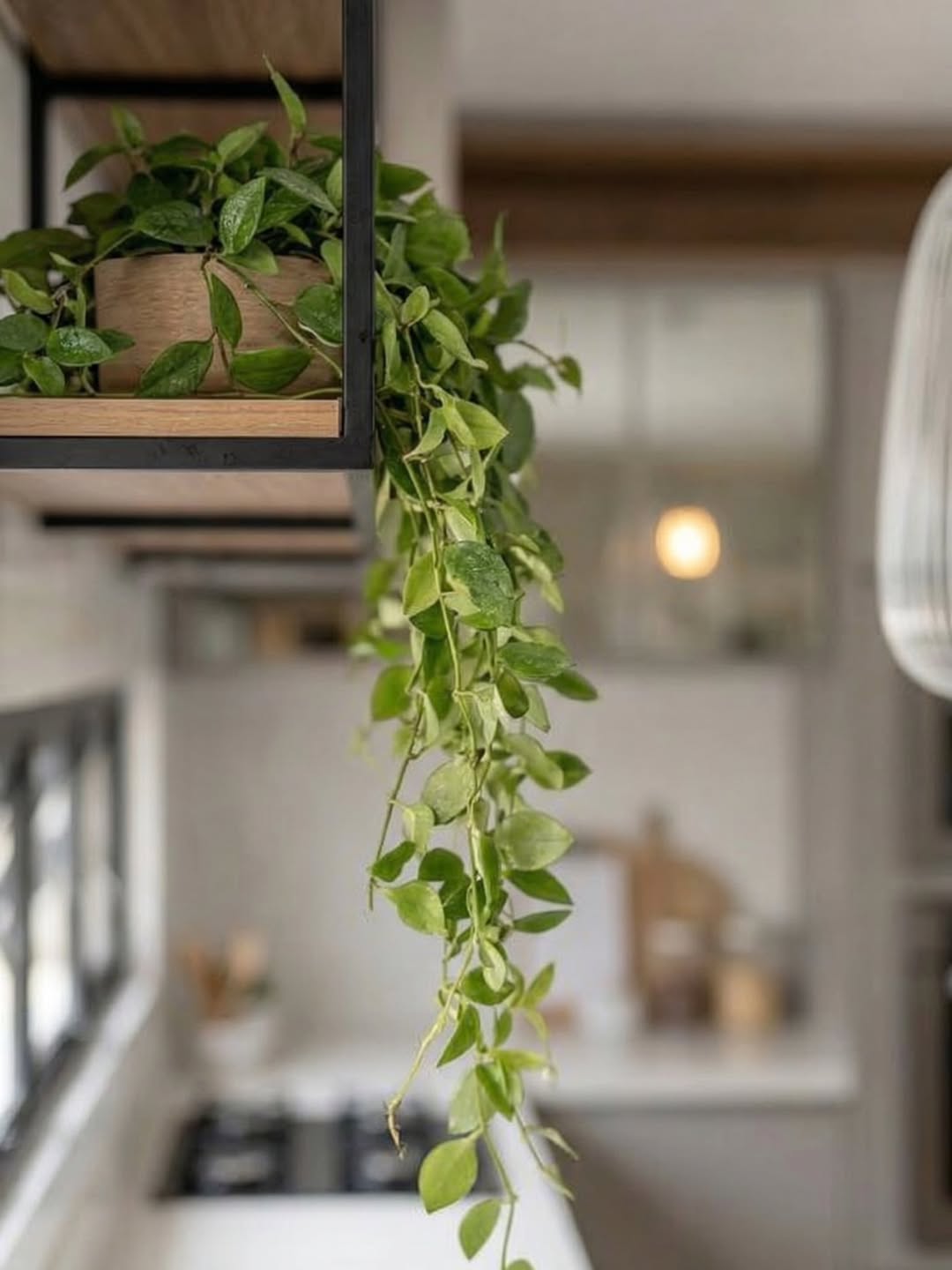 Open-Plan Dining & Kitchen gallery image 9